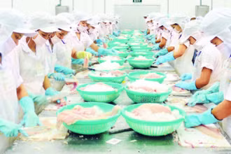 Chế biến cá tra xuất khẩu tại Khu công nghiệp Trà Nóc, thành phố Cần Thơ.