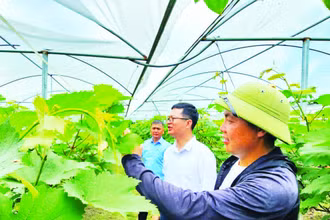 Mô hình trồng nho Hạ đen của Hợp tác xã kinh doanh dịch vụ nông nghiệp tổng hợp Việt Huyền, xã Đầm Hà, huyện Đầm Hà, Quảng Ninh.