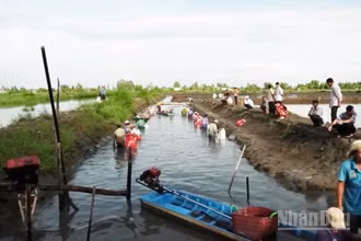 Thu hoạch tôm của gia đình ông Nguyễn Văn Mười ở ấp Hòa Lời, xã Ngọc Tố, thành phố Cần Thơ.