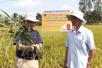 Nông dân kiểm tra quá trình sinh trưởng của cây lúa.
