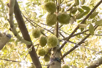 Vườn sầu riêng đang cho trái của nông dân tại Phong Điền, thành phố Cần Thơ.