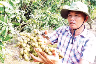 Nông dân xã Tân Hưng, tỉnh Hưng Yên được mùa nhãn.