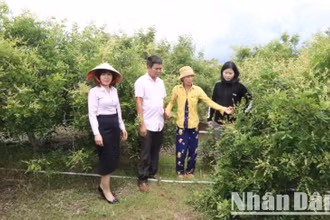 Từ nguồn vốn vay của Ngân hàng Chính sách huyện Ea Súp, chị Phạm Thị Chi ở thôn Thịnh Phú, xã biên giới Ia Lốp đầu tư trồng 1,1 ha nhãn xuồng cơm vàng đã cho thu hoạch hai năm nay. 