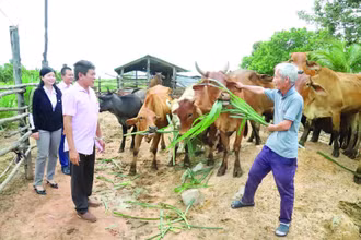 Mô hình chăn nuôi bò từ nguồn vốn vay tín dụng chính sách của gia đình ông Nguyễn Văn Tuấn ở thôn Thịnh Phú,xã biên giới Ia Lốp mang lại hiệu quả kinh tế cao.