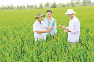 Tổ khuyến nông cộng đồng xã Vĩnh Thuận Tây, huyện Vị Thủy (Hậu Giang) luôn sát cánh cùng bà con nông dân.