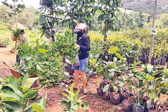 Nhiều cơ sở sản xuất, kinh doanh giống cây trồng tại Đắk Nông chưa thực hiện đăng ký theo quy định của pháp luật.