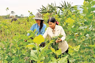 Nhiều diện tích cây trồng kém hiệu quả tại Đam Rông được người dân chuyển sang trồng dâu, nuôi tằm mang lại hiệu quả kinh tế cao.