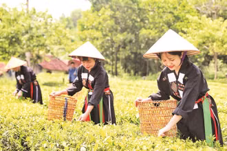 Các cô gái người Cao Lan tại bản Ven hái chè phục vụ du khách trải nghiệm.