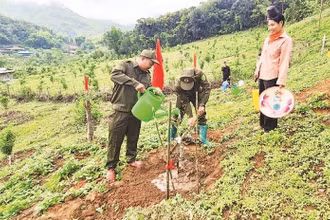 Nông dân xã Quài Nưa chủ động trồng cây mắc-ca trên các diện tích đất nương bạc màu.