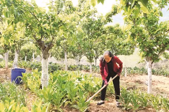 Chị Trương Thị Sến chăm sóc vườn rau dưới tán cây ăn quả.