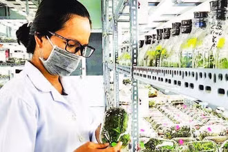 Nhân giống hoa lan trong ống nghiệm tại Khu Nông nghiệp công nghệ cao Thành phố Hồ Chí Minh.