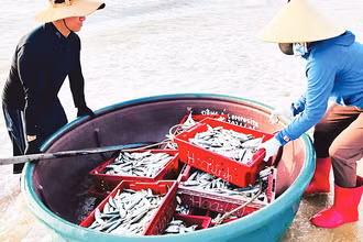 Khai thác hải sản là một trong những nghề truyền thống của người dân ven biển vùng Đồng bằng sông Hồng.