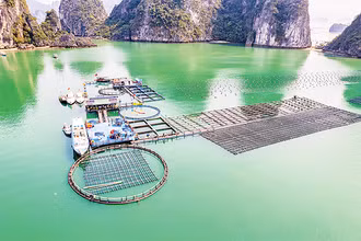 Mô hình trang trại lồng bè nuôi hải sản và rong sụn kết hợp du lịch trải nghiệm ở Quảng Ninh. 