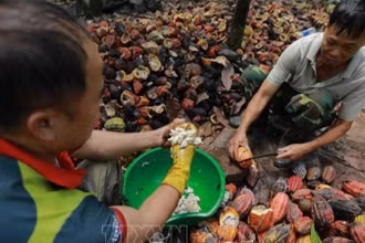 Nông dân thu hoạch ca-cao ở xã Ea Kna, huyện Krông Ana, Đắk Lắk. (Ảnh: Vũ Sinh/TTXVN)