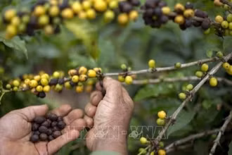 Mức áp thuế 50% mà Mỹ áp lên Brazil gần như đã “đóng băng” dòng chảy thương mại song phương, qua đó tiếp sức cho giá cà-phê phục hồi. (Ảnh: TTXVN)