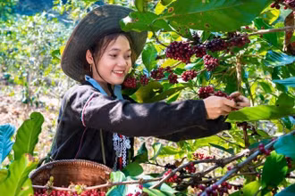 Bà con dân tộc Vân Kiều, Quảng Trị thu hoạch cà-phê. (Ảnh: DUY ĐÔNG)