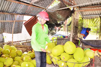 Giá mít Thái thấp, nhà vườn ở Tiền Giang thua lỗ nặng.