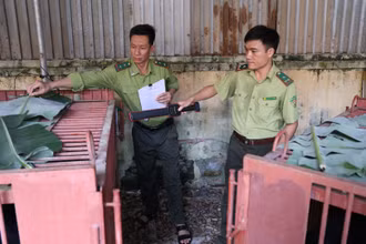 Hạt Kiểm lâm số 7 (Chi cục Kiểm lâm Hà Nội) hỗ trợ người dân chuyển giao gấu. (Ảnh: Tổ chức Động vật châu Á).