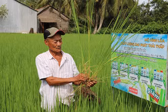 Mô hình lúa chất lượng cao, phát thải thấp xã Hưng Mỹ, tỉnh Vĩnh Long.