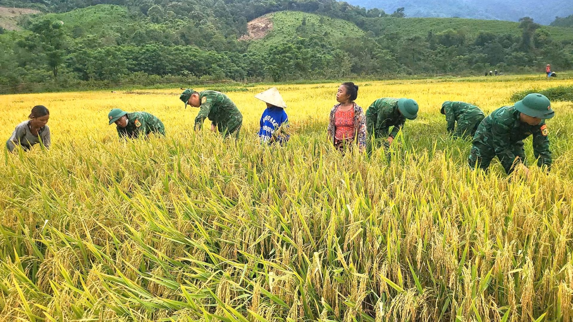 Cán bộ, chiến sĩ Đồn Biên phòng cửa khẩu quốc tế Cha Lo giúp dân gặt lúa trước khi có mưa lớn do ảnh hưởng của bão số 1.