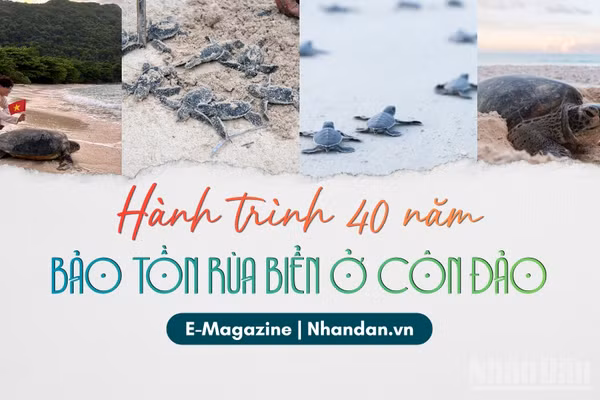 Hành trình 40 năm bảo tồn rùa biển ở Côn Đảo