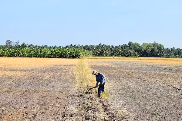 Một cánh đồng khô cằn do ảnh hưởng của xâm nhập mặn. (Ảnh: Nguyễn Sự)