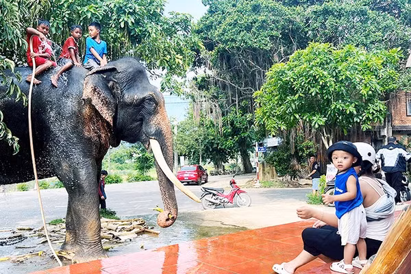 Các em nhỏ dùng vòi tắm nước lá thuốc cho voi Y Khămsen tại nhà anh Y Vinh. Ảnh: Y VINH