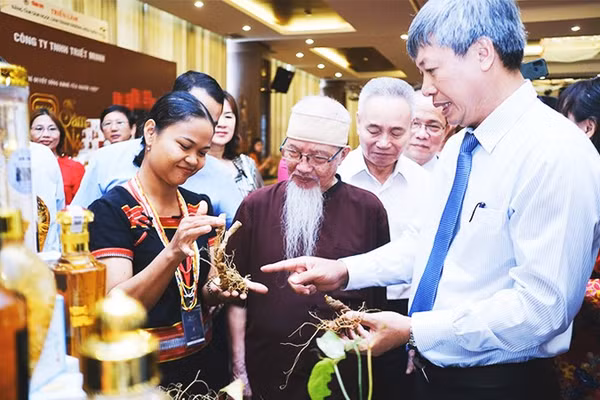 Chị Hồ Thị Mười, người trồng sâm giới thiệu sâm Ngọc Linh cho các khách dự hội thảo. Ảnh: TẤN LỰC
