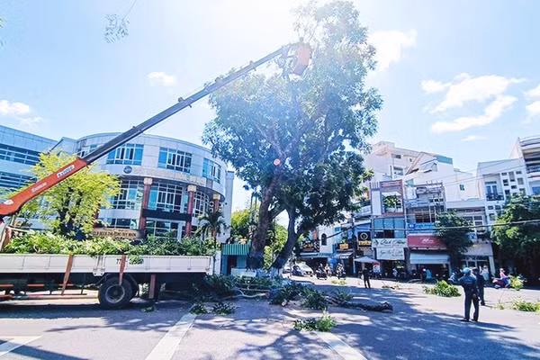 Cắt tỉa cành cây trước mùa mưa bão góp phần làm giảm nguy cơ cây gãy, đổ.