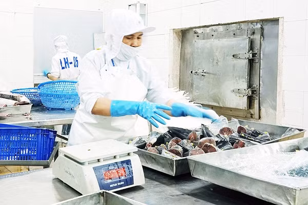 Cá ngừ đóng hộp và các sản phẩm đông lạnh tiêu chuẩn chịu nhiều áp lực cạnh tranh. Ảnh: NAM ANH