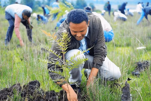 Ethiopia đang hướng tới mục tiêu trồng 50 tỷ cây xanh vào năm 2030. Ảnh: AP