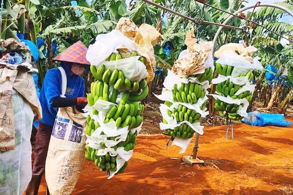 Gia Lai hướng tới mục tiêu trở thành trung tâm chế biến nông sản hiện đại.