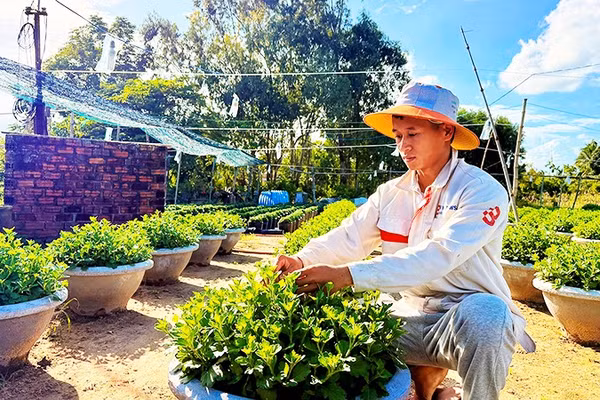 Anh Phạm Xuân Quy chăm sóc chậu cúc cảnh tại vườn nhà.