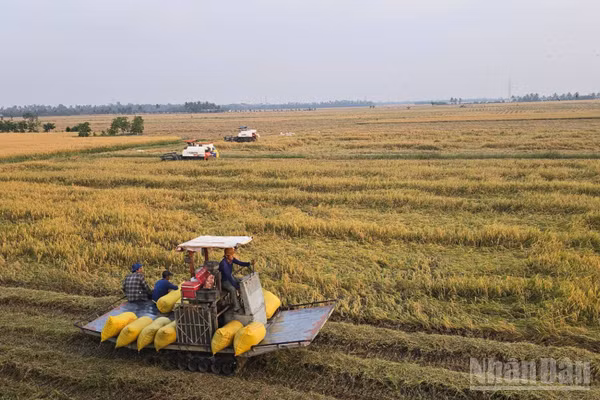 Nông dân An Giang thu hoạch lúa. (Ảnh: THANH DŨNG)