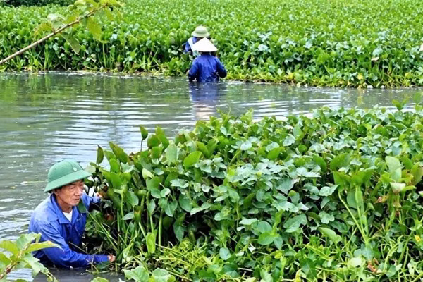 Do một số khu vực nước sâu, địa hình phức tạp, máy móc không thể tiếp cận nên người dân chủ yếu sử dụng phương pháp thủ công. (Ảnh: CTV)