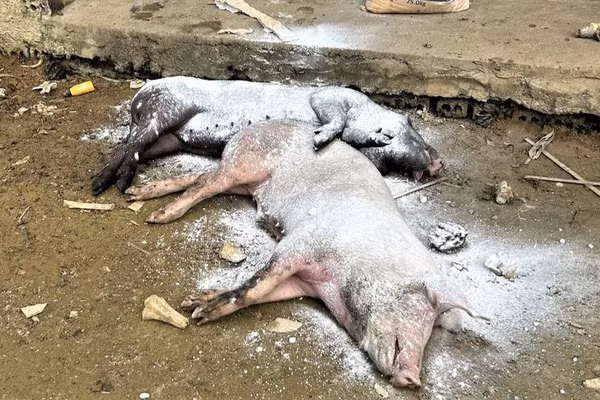 Dịch tả lợn châu Phi đang tái phát tại nhiều địa phương ở Nghệ An, gây thiệt hại cho người chăn nuôi. (Ảnh: CTV)