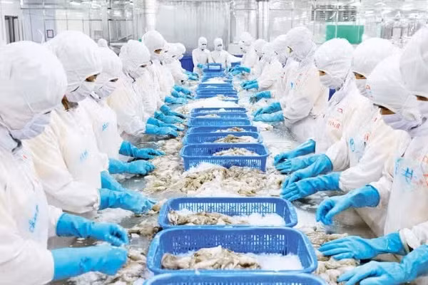 Chế biến thủy sản xuất khẩu tại Nhà máy của Công ty cổ phần chế biến thủy sản xuất, nhập khẩu Kiên Cường, tỉnh An Giang. (Ảnh PHÚ CƯỜNG) 