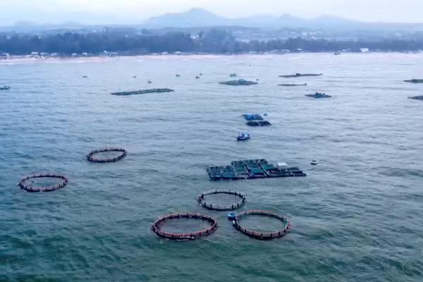 Tại xã Liên Hương đã hình thành nhiều khu vực nuôi biển bằng lồng HDPE.
