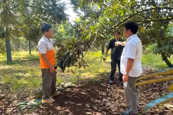 Vườn sầu riêng sử dụng cân đối phân bón vô cơ và hữu cơ của ông Trần Quang Tá, xã Ea Knuếc (Đắk Lắk).