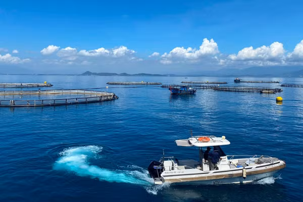Khu vực nuôi cá chẽm công nghệ cao ở vùng nước sâu của Công ty trách nhiệm hữu hạn Thủy sản Australis Việt Nam trên vịnh Vân Phong, tỉnh Khánh Hòa. (Ảnh: QUỐC VIỆT-LÊ QUÂN)