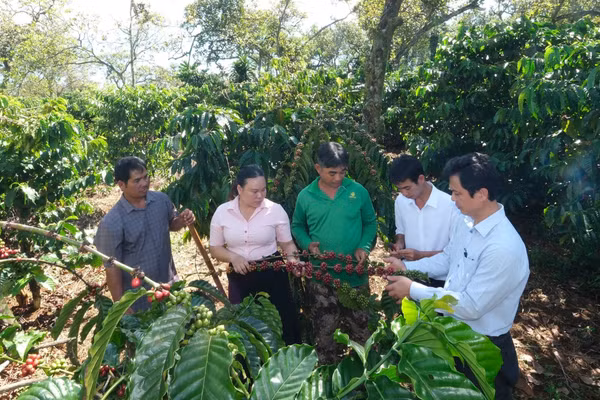 Lãnh đạo xã Đak Nhau thăm vườn cà-phê xen dưới tán điều của đảng viên Điểu Tân, thôn Đak La.