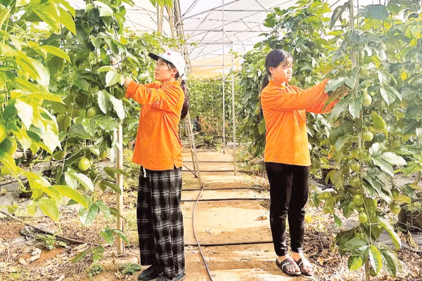 Mô hình trồng chanh dây sử dụng thuốc bảo vệ thực vật sinh học cho hiệu quả kinh tế cao tại xã KDang, tỉnh Gia Lai.