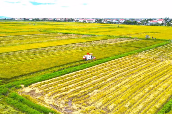 Thu hoạch lúa hè thu ở xã Lệ Thủy, tỉnh Quảng Trị.
