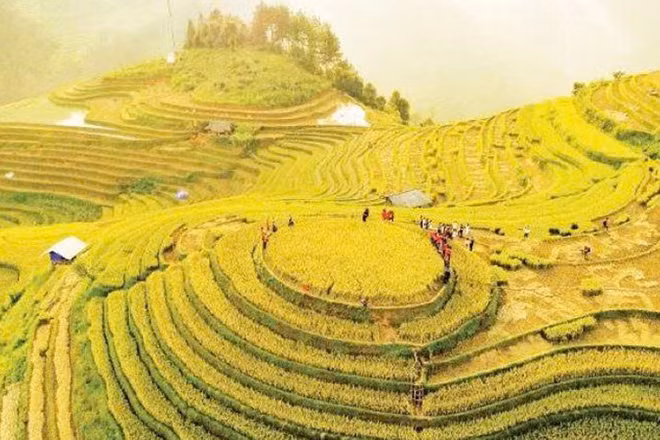 Đồi mâm xôi (Lào Cai) thu hút đông đảo du khách vào mùa lúa chín.
