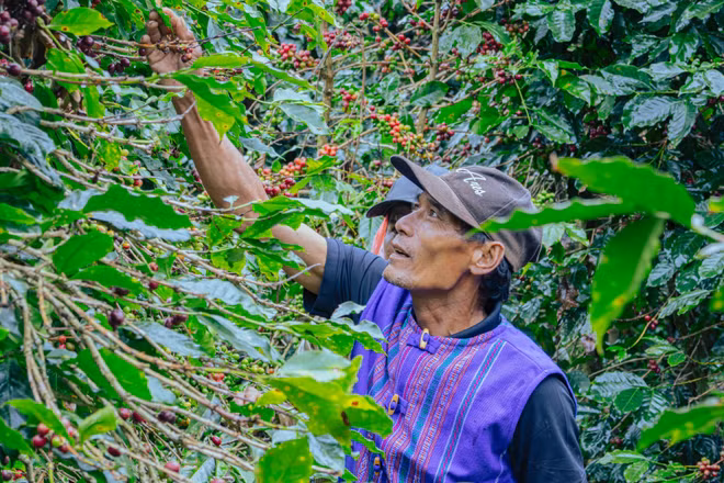 Nông dân thu hái cà phê chín tại vùng trồng cà-phê ở Lâm Đồng - một trong những địa bàn triển khai dự án SCE. (Ảnh: SNV)