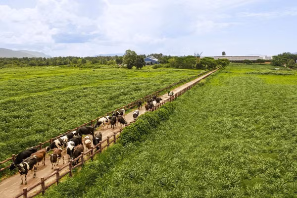 Chuẩn chất lượng được Vinamilk mở rộng trên toàn chuỗi, từ nguyên liệu, trang trại đến sản xuất và thành phẩm. (Ảnh: Vi Nam/VNM)