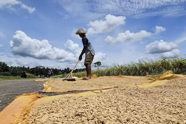 Indonesia đang triển khai các biện pháp ứng phó nguy cơ El Niño. (Ảnh: Nông dân Indonesia phơi lúa ngay bên bờ ruộng/TTXVN)