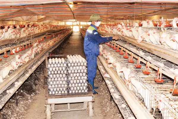 Nhiều hợp tác xã chăn nuôi ở thành phố Hải Phòng thực hiện liên kết sản xuất với Nhân dân giúp nâng cao hiệu quả kinh tế. (Ảnh: ÁNH NGUYỆT)