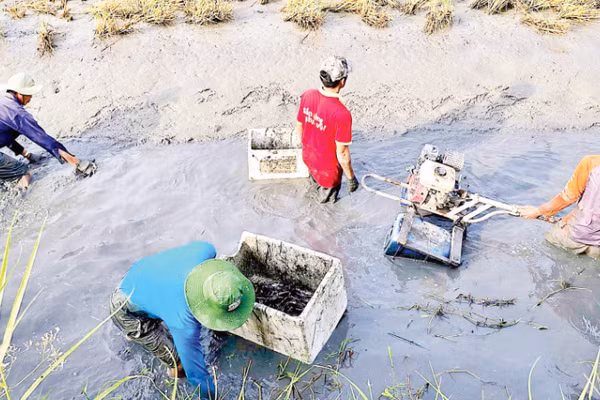 Nông dân Ấp 6 La Cua (xã Biển Bạch, tỉnh Cà Mau) thu hoạch tôm càng xanh được nuôi xen canh trên cánh đồng lúa-tôm hữu cơ.