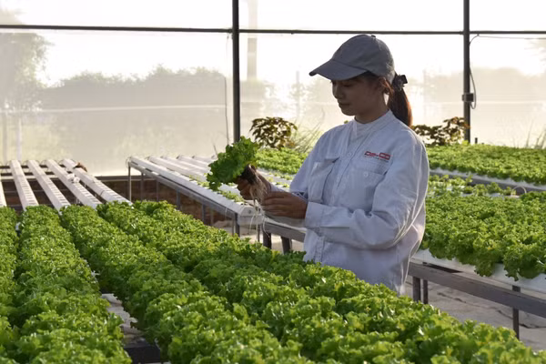 Trang trại thông minh Delco Farm tại tỉnh Bắc Ninh sản xuất theo tiêu chuẩn công nghệ cao. (Ảnh: TUỆ NGHI)